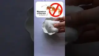 Как избавиться от муравьёв