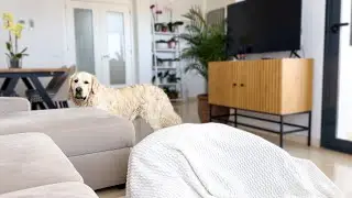 Hiding from a Golden Retriever while playing