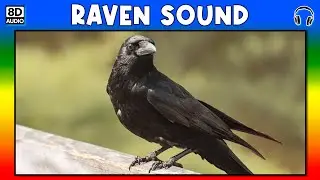 🐦 RAVEN SOUND - RAVEN SOUND EFFECT - SOUND OF RAVEN - NOISE OF RAVEN