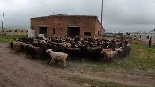 Курдючные барашки!!!