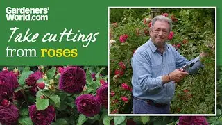 Grow roses from cuttings for free rose plants | Alan Titchmarsh