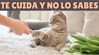 12 cosas que tu gato HACE POR TI 🐱 (y no lo sabías)