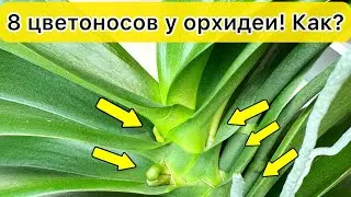 8 ЦВЕТОНОСОВ у орхидеи Условия пышного цветения орхидей