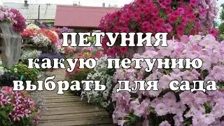 Какую петунию посадить в саду//Ампельные и кустовые петунии//Как правильно выбрать петунию для сада