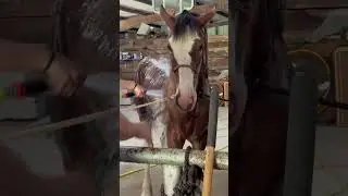 Clydesdale Horse Bath Time! #shorts #clydesdale #draft #bathtime