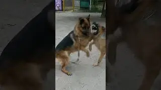 German shepherds Ares v Foxberg and Nora.