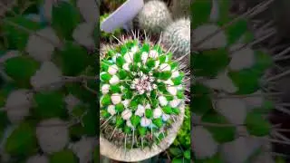 #Succulent #plant #succulents #plants #cactus #propagation #homegarden #care #tips