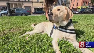 Meriden Police get new therapy dog