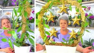 Ах, эта милая орхидея Ваниль!  Делаю красивую Композицию - посадку орхидеи Лиана. Часть 2.
