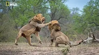 African Lions | National Geographic Documentary