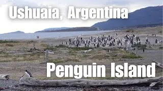 Taking a cruise down the Beagle Channel to Penguin Island (Isla Martillo)- Ushuaia, Argentina