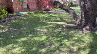 Shady Lawn Solution - Fescue to the Rescue