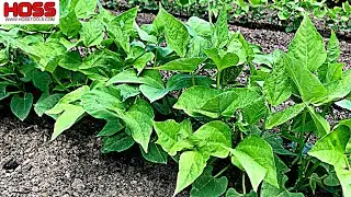 THE EASIEST WAY TO PREVENT WEEDS IN YOUR GARDEN!