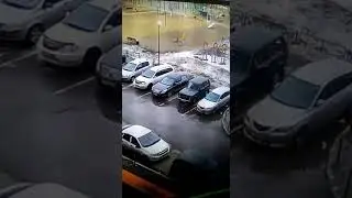 Бродячие собаки в Южных воротах