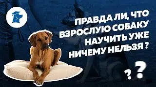 Дрессировка взрослой собаки. Можно ли научить взрослую собаку командам?