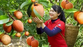 How to harvest Sapodilla, goes To Market Sell - Harvest and Cooking |Tieu Vy Daily Life