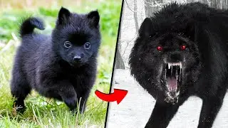 Before & After Animals Growing Up. Incredible Animal Transformations