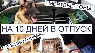 Путешествие с собакой. Немецкая овчарка и Британский котенок.