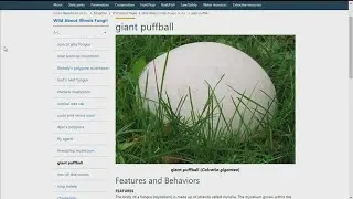 Giant puffball is now the official mushroom for State of Illinois