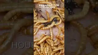 5000 Worms VS Frog - Timelapse