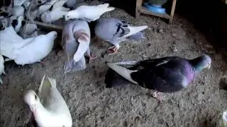 Мои голуби. My pigeons