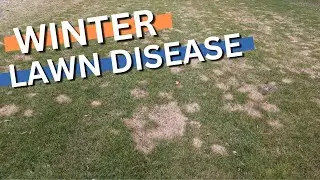 WINTER LAWN DISEASE/FUNGUS - how to treat it!