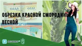 Обрезка красной смородины весной