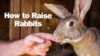 How to Raise Rabbits - raising rabbits - what you can and can't feed a rabbit