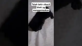 Telah lahir si bocil bleki yang menggemaskan