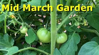 Harvesting This Years First Peppers and Cucumbers at Deep South Texas