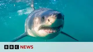 South Africas shark spotters back in action as great whites return | BBC News