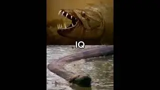 Goliath Tigerfish vs Green Anaconda #tigerfish #greenanaconda