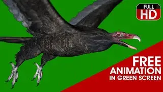 BIRD FLYING FREE ANIMATION ( ANDEAN CONDOR BIRD OR VULTURE )