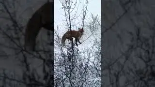Лиса и яблоки