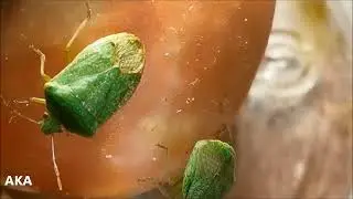 Новый вредитель - Nezara viridula