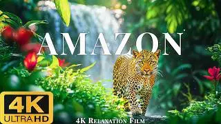 AMAZONKA 4K ULTRA HD (60fps) - Фильм для расслабления с живописными видами и расслабляющей музыкой