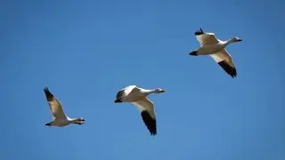 Hundreds of snow geese expected to have been killed by avian flu in Saskatchewan