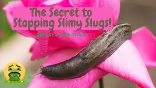 The Secret to Stopping Slimy Slugs! Quickly and Easily