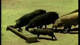 Pigs wait for grace before having dinner