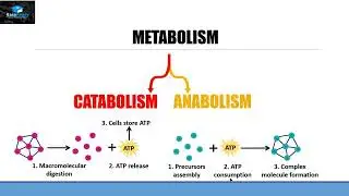 Metabolism