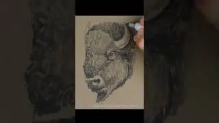 Bison Sketch (Pen and Markers)