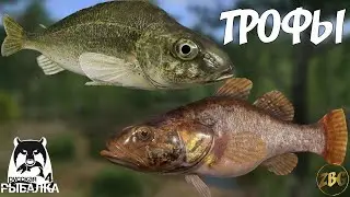 ЕРШ & РОТАН ТРОФЕЙНЫЙ - оз. Комариное РР4