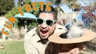 Fun Facts About Rabbits | Educational Videos for Kids