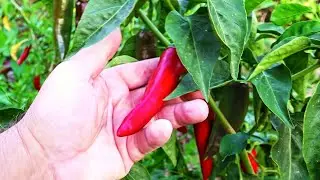 How to Grow Chilli Peppers All Year Round