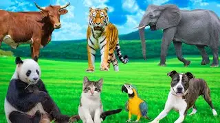 Best Animal Moments Collection - Elephant, Dog, Parrot, Cat, Cow, Panda - Animal Sounds