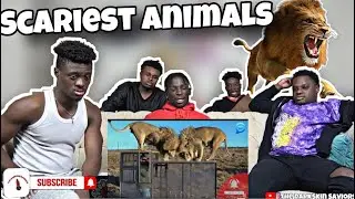 Scariest Wild Animal Encounters REACTION!