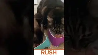 Ничего не хотят есть, кроме паштета из баночек #rushpetfood