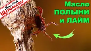 КЛЕЩИ против эфирного масла ПОЛЫНИ и ЛАЙМА! Честный эксперимент с живыми клещами
