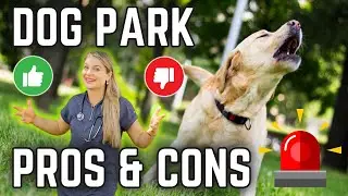 Dog Park Pros & Cons?! | Vets Opinion! + MUST WATCH!