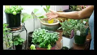 Update on Growing Vegetables Indoors All Year Round